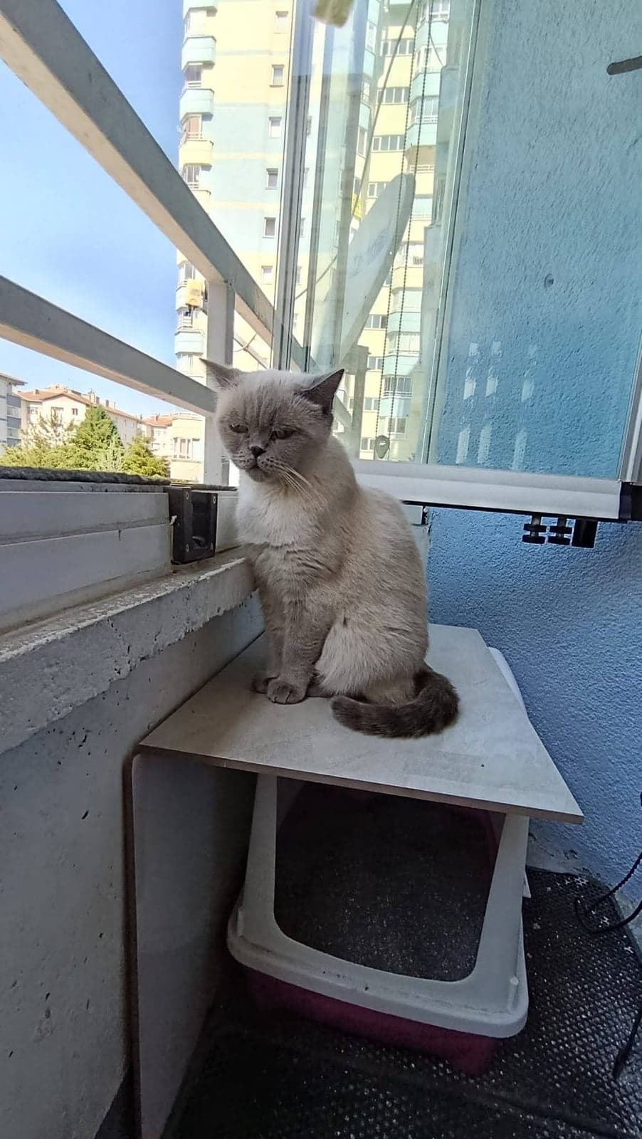 Uno British Shorthair Kedi, Ankara