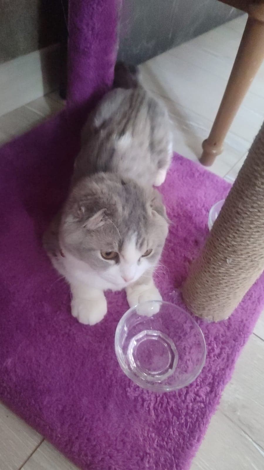 Mia Scottish Fold Kedi, Konya