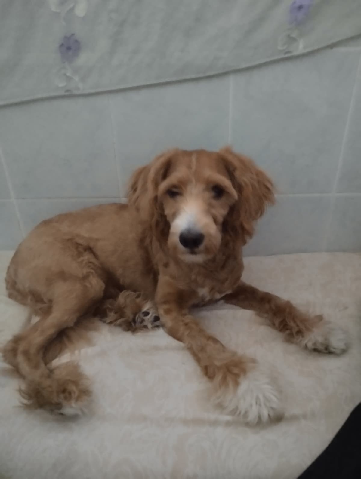 Vegas Maltese Köpek, İstanbul