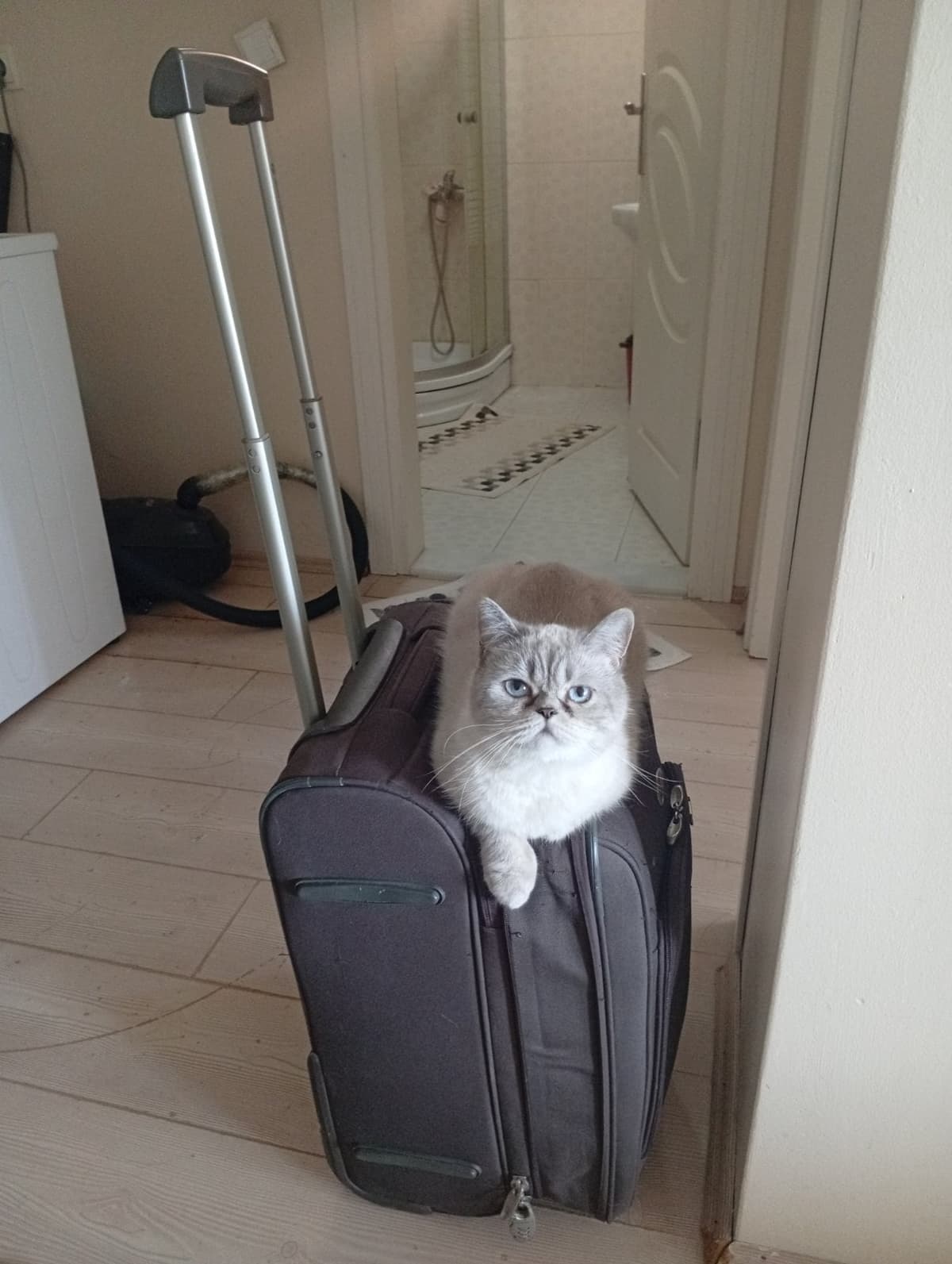 Pofuduk British Shorthair Kedi, Bursa