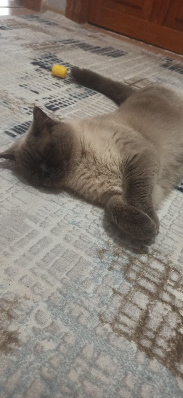 Merly British Shorthair Kedi, İzmir