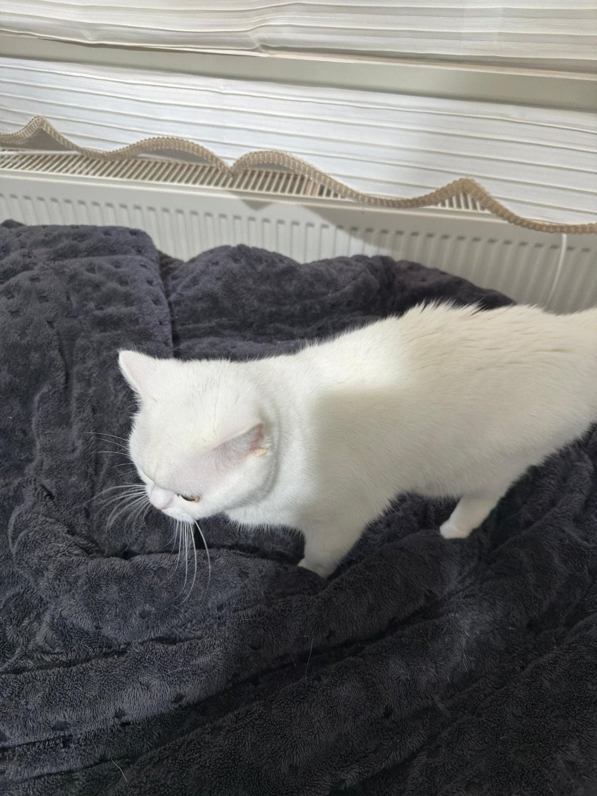 Ogluş British Shorthair Kedi, Ankara