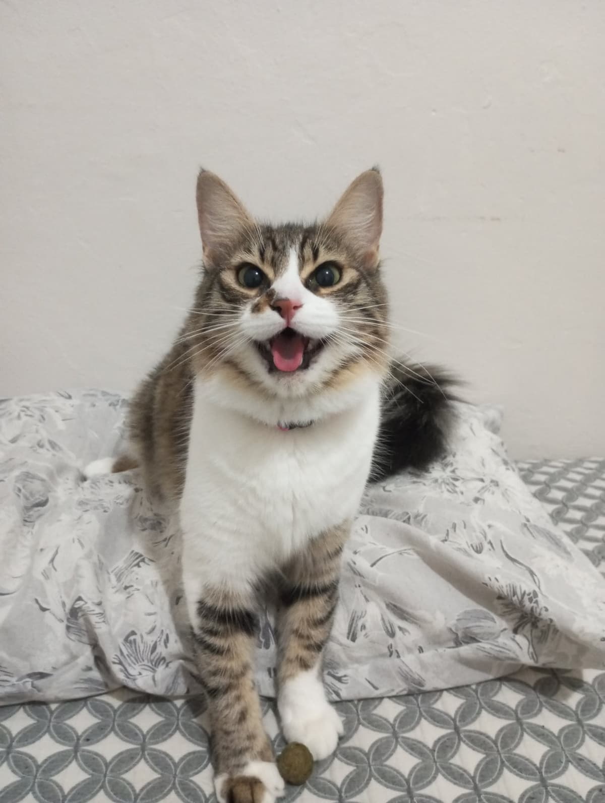Pork Sokak Kedisi Kedi, İstanbul