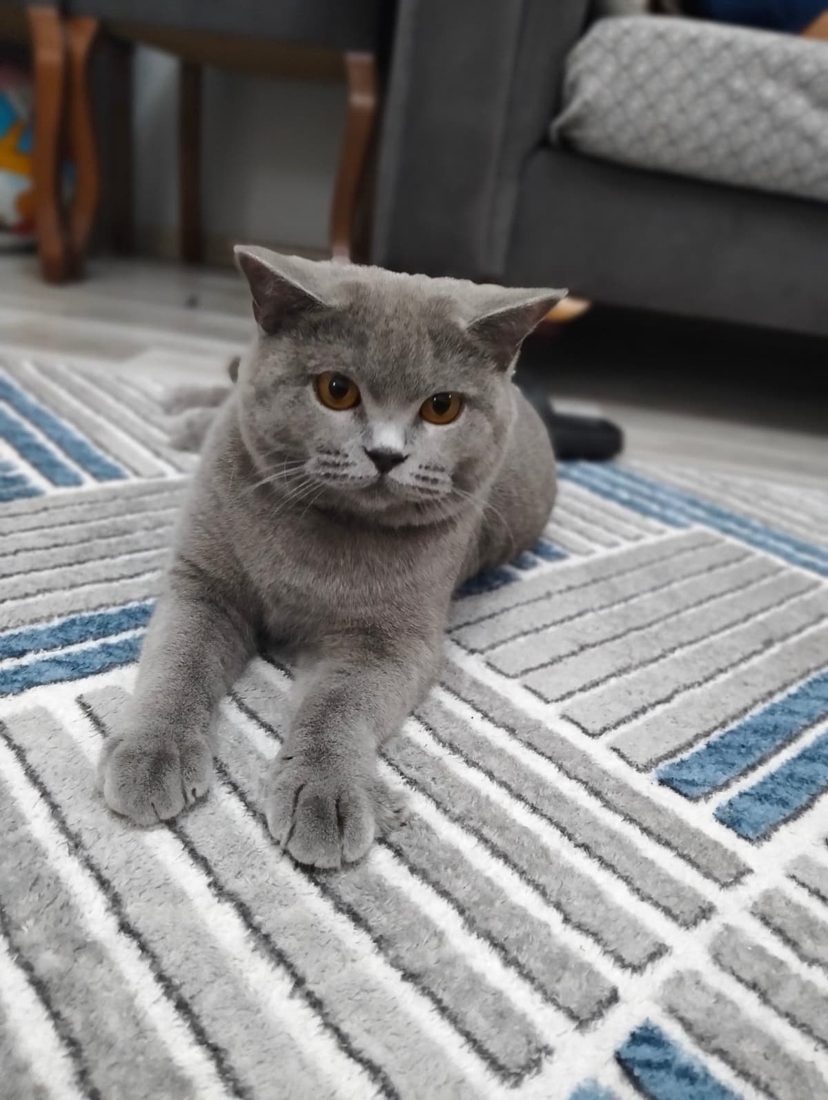 Venüs British Shorthair Kedi, Adana