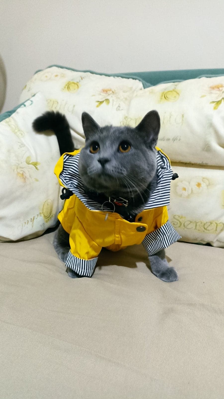 Paşa British Shorthair Kedi, Kocaeli