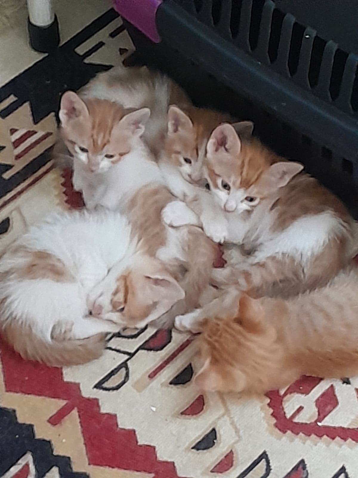 Sarman Sokak Kedisi Kedi, İstanbul
