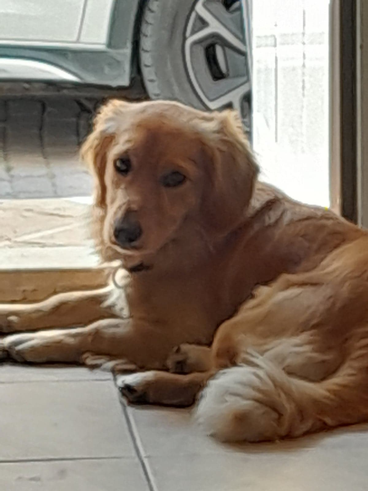 Rio Golden Retriever Köpek, İstanbul