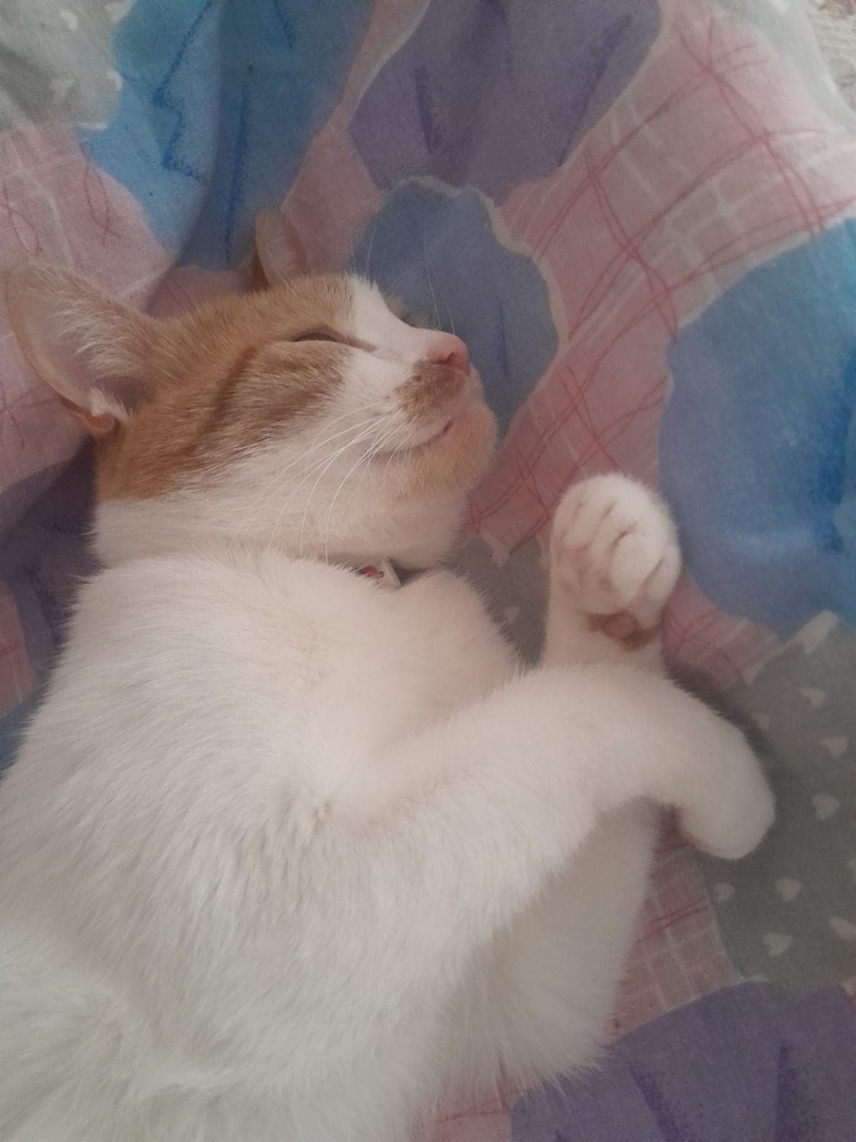 Maya Sokak Kedisi Kedi, İstanbul