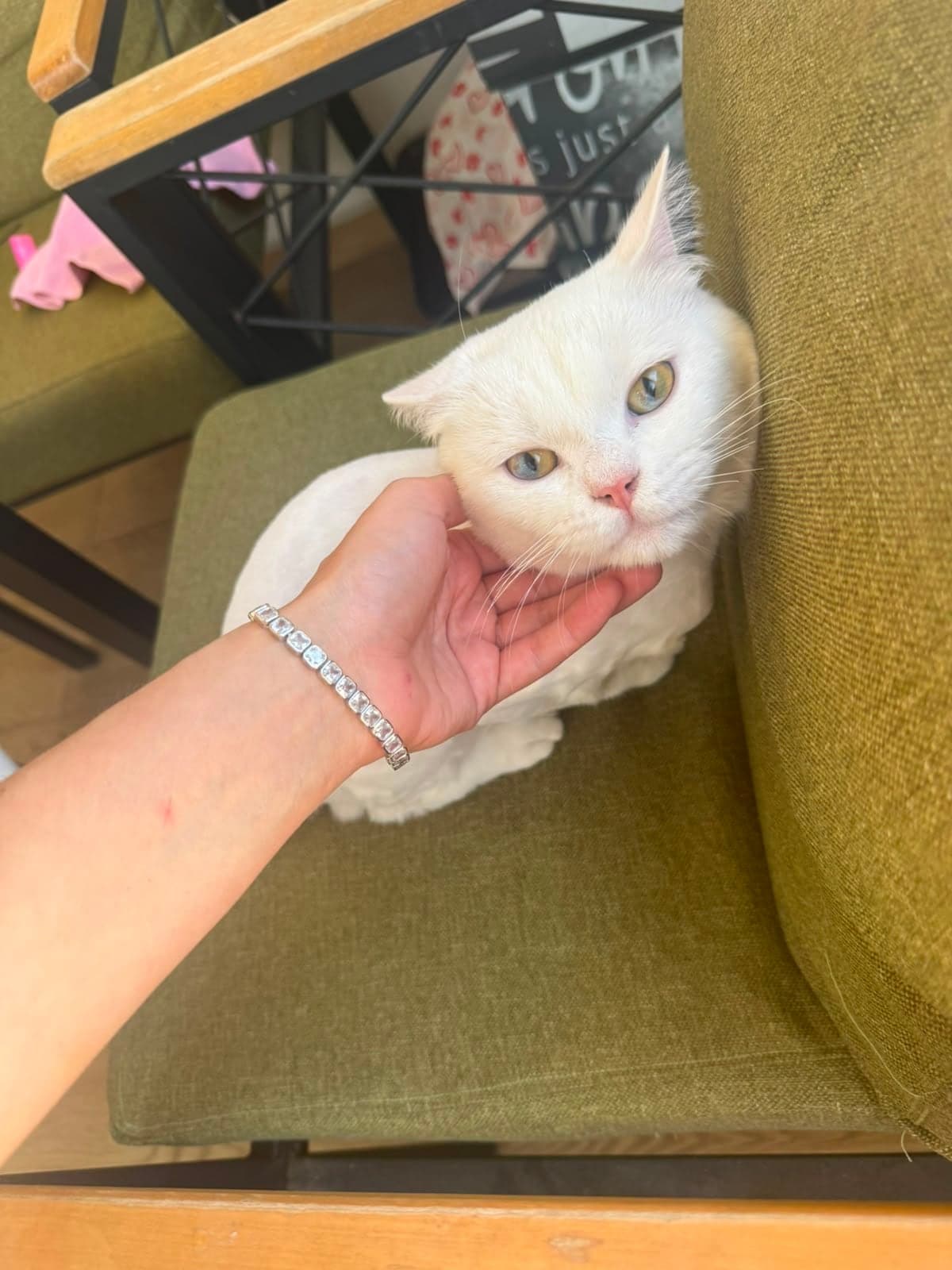 Bobo British Shorthair Kedi, Bursa
