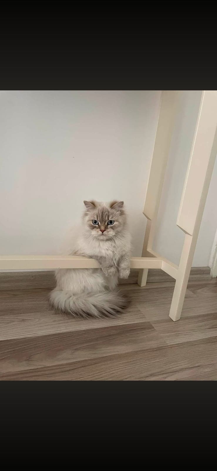 Mira Bilmiyorum Kedi, Ankara