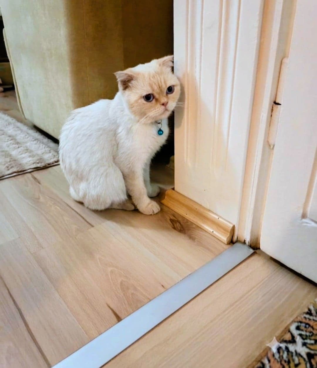 Maya Exotic Shorthair Kedi, Bursa