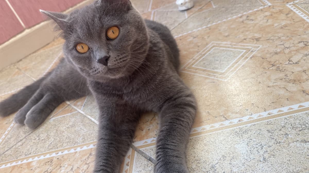 Leo British Shorthair Kedi, Gaziantep