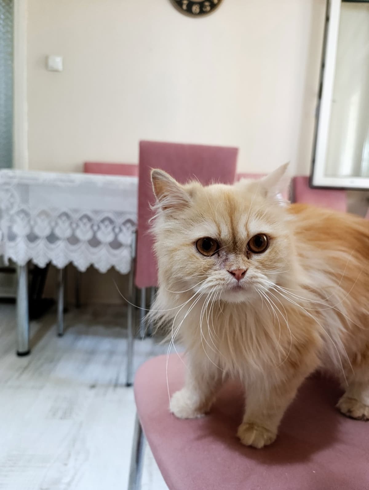 Süslü Persian Kedi, Bursa
