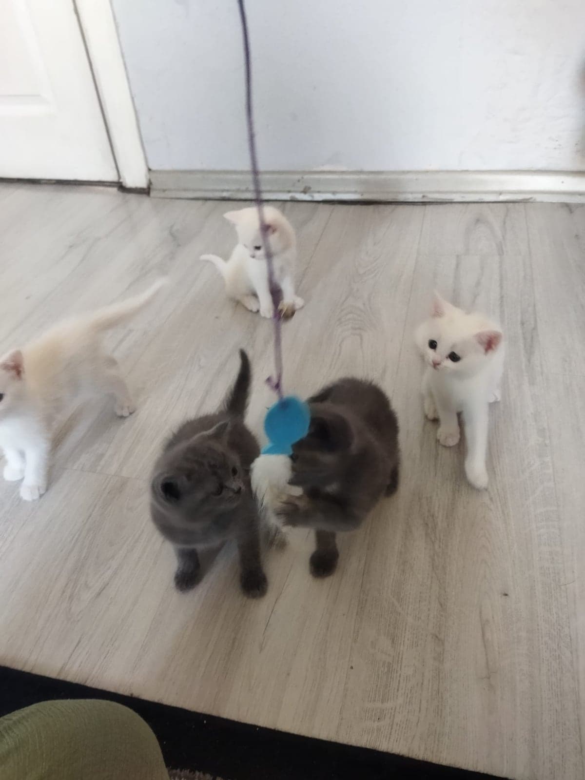 Pamuk British Shorthair Kedi, Manisa
