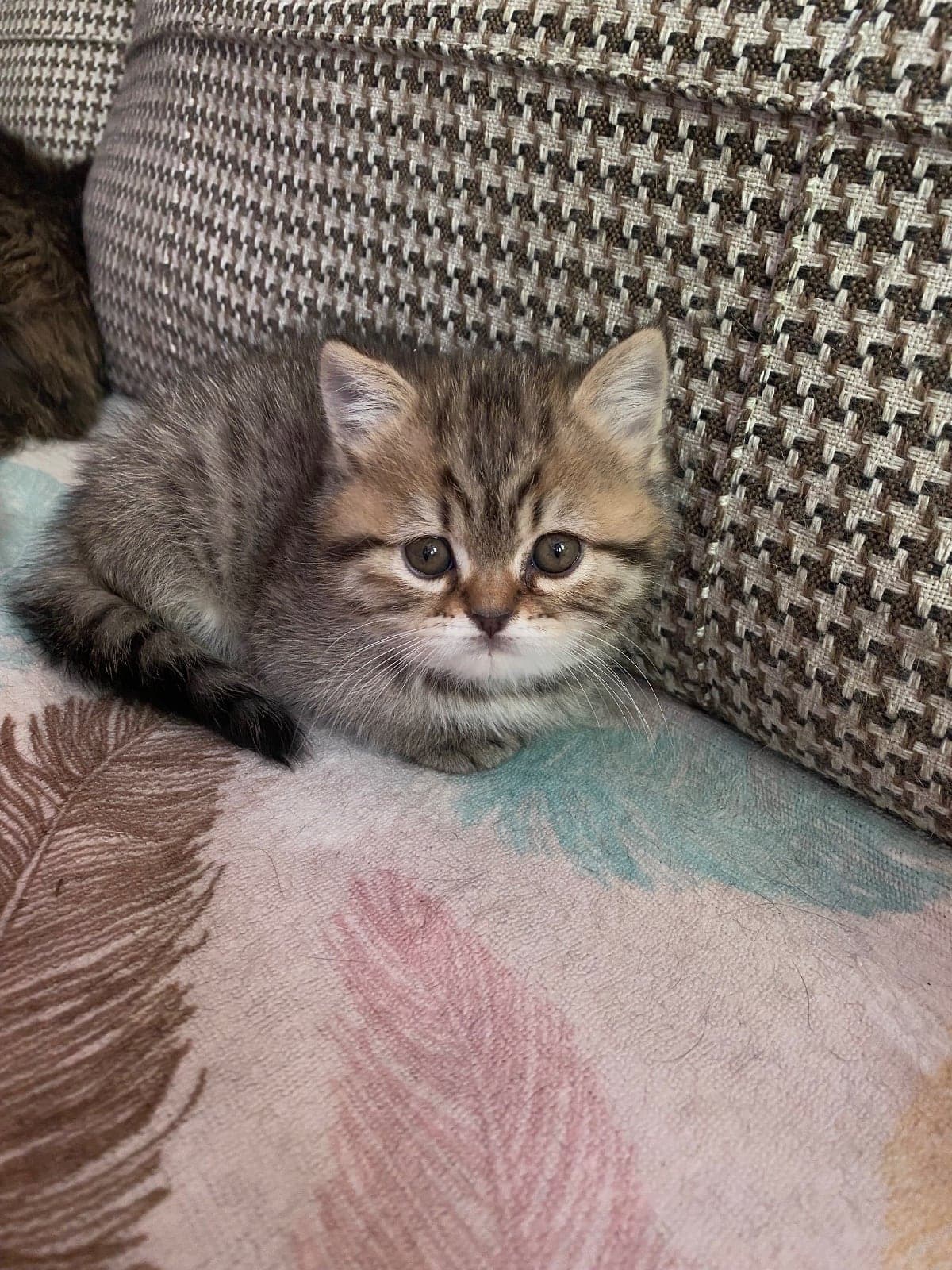 Kuki British Shorthair Kedi, Eskişehir