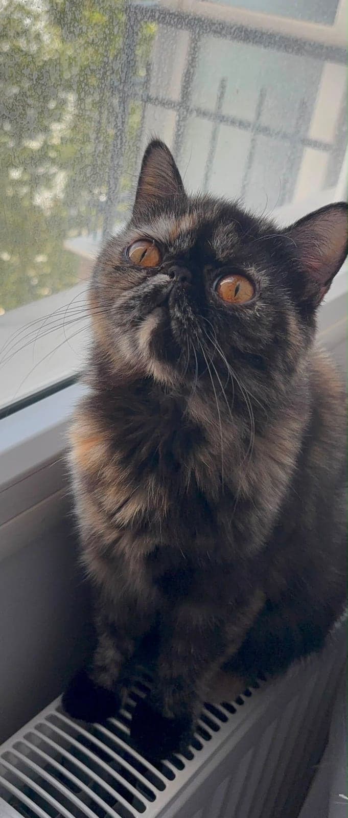 Kara Bilmiyorum Kedi, Izmir