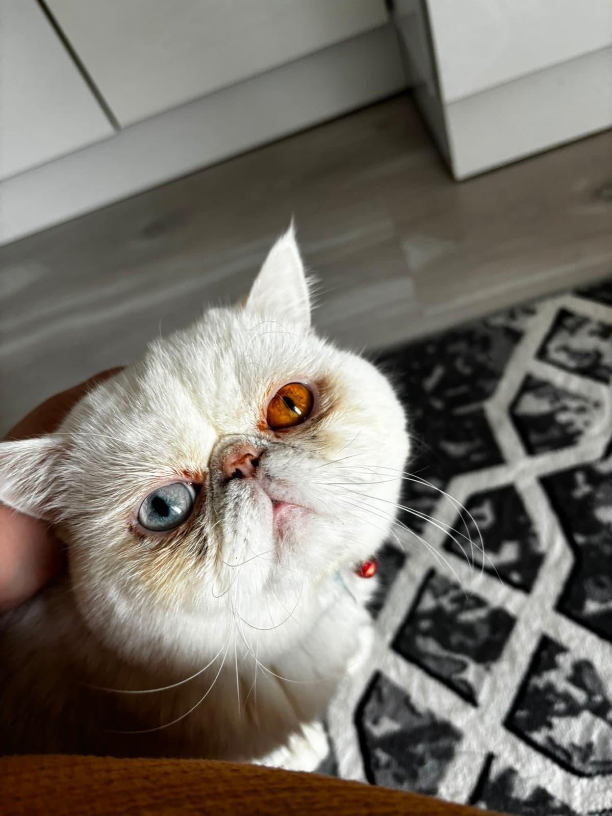 Poyraz Bilmiyorum Kedi, Izmir