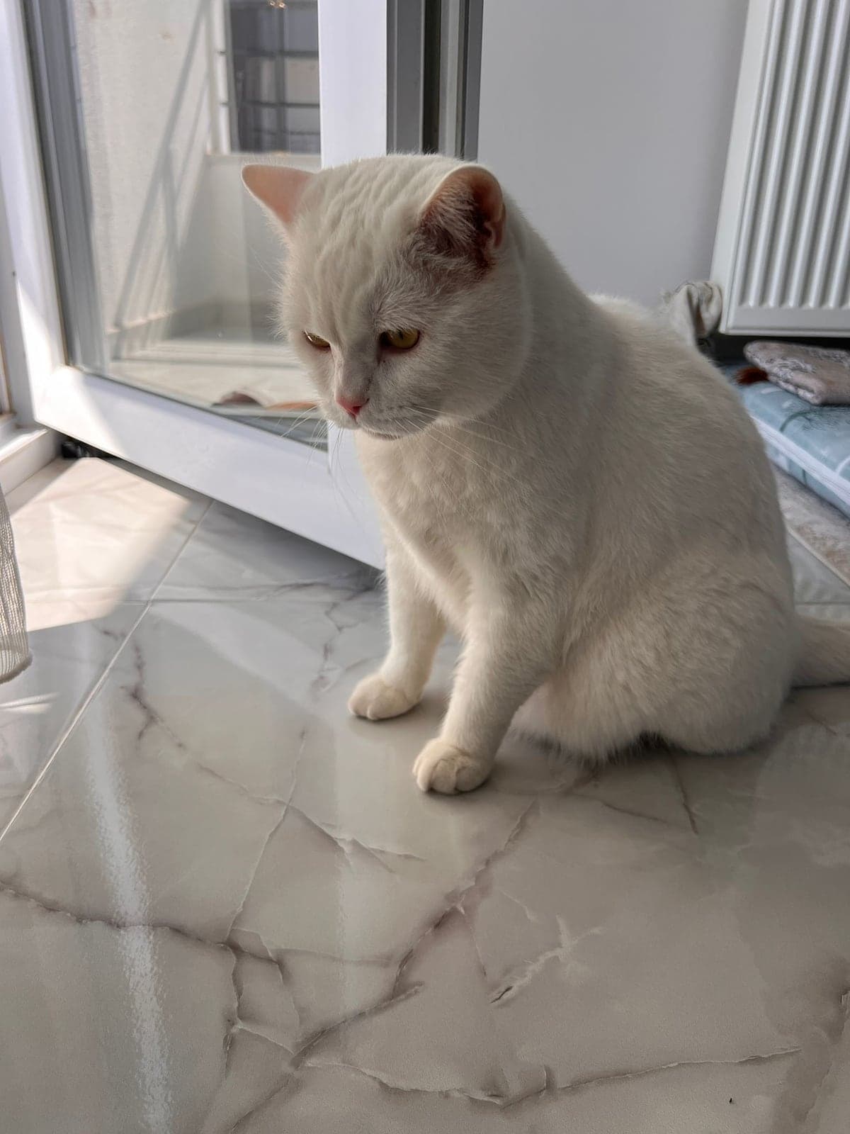 çakır British Shorthair Kedi, Istanbul