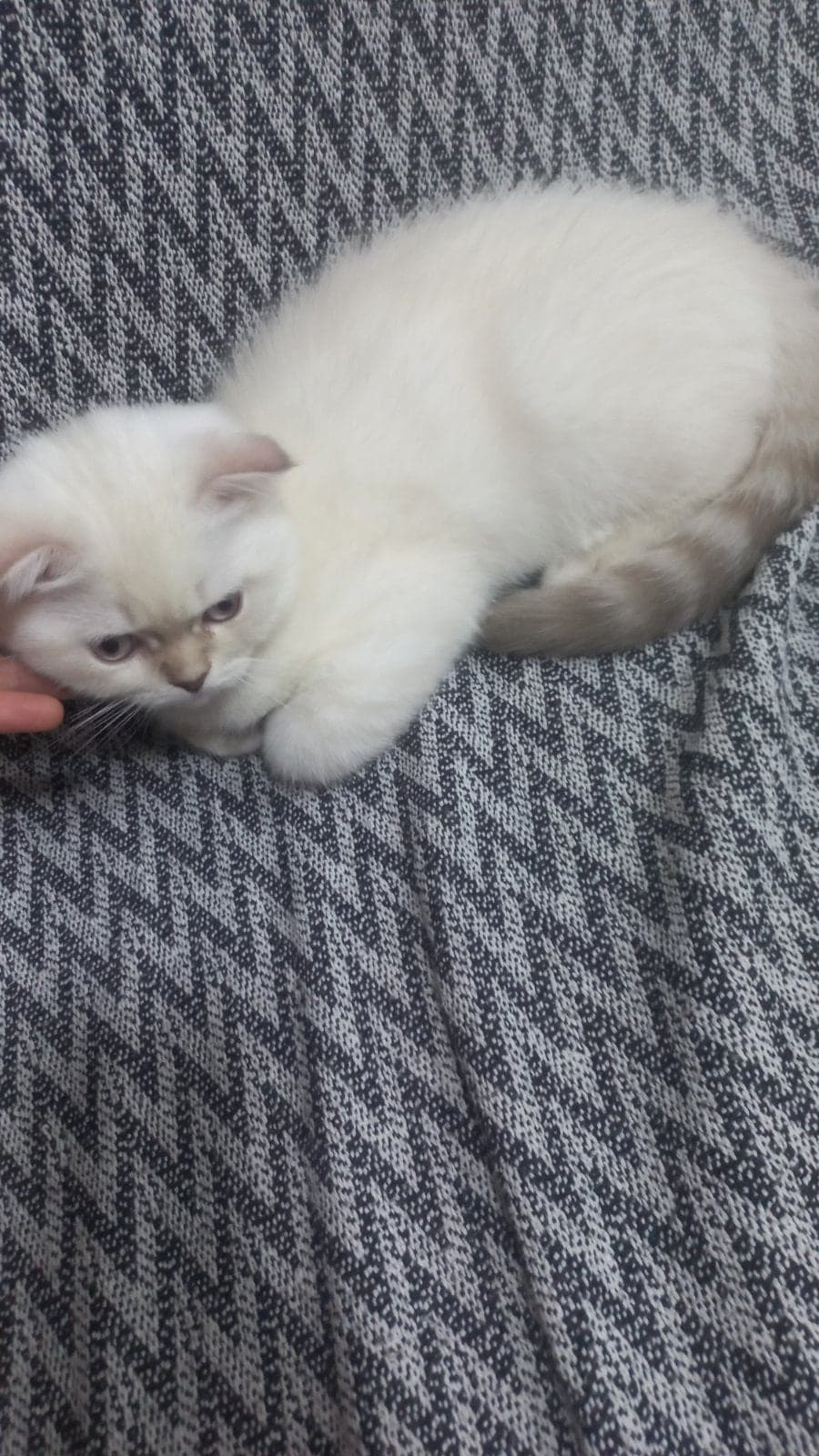 Isim koymadim British Shorthair Kedi, Ankara