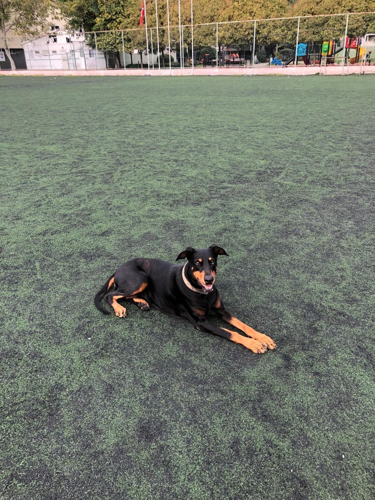 Çaki Doberman Köpek, İstanbul