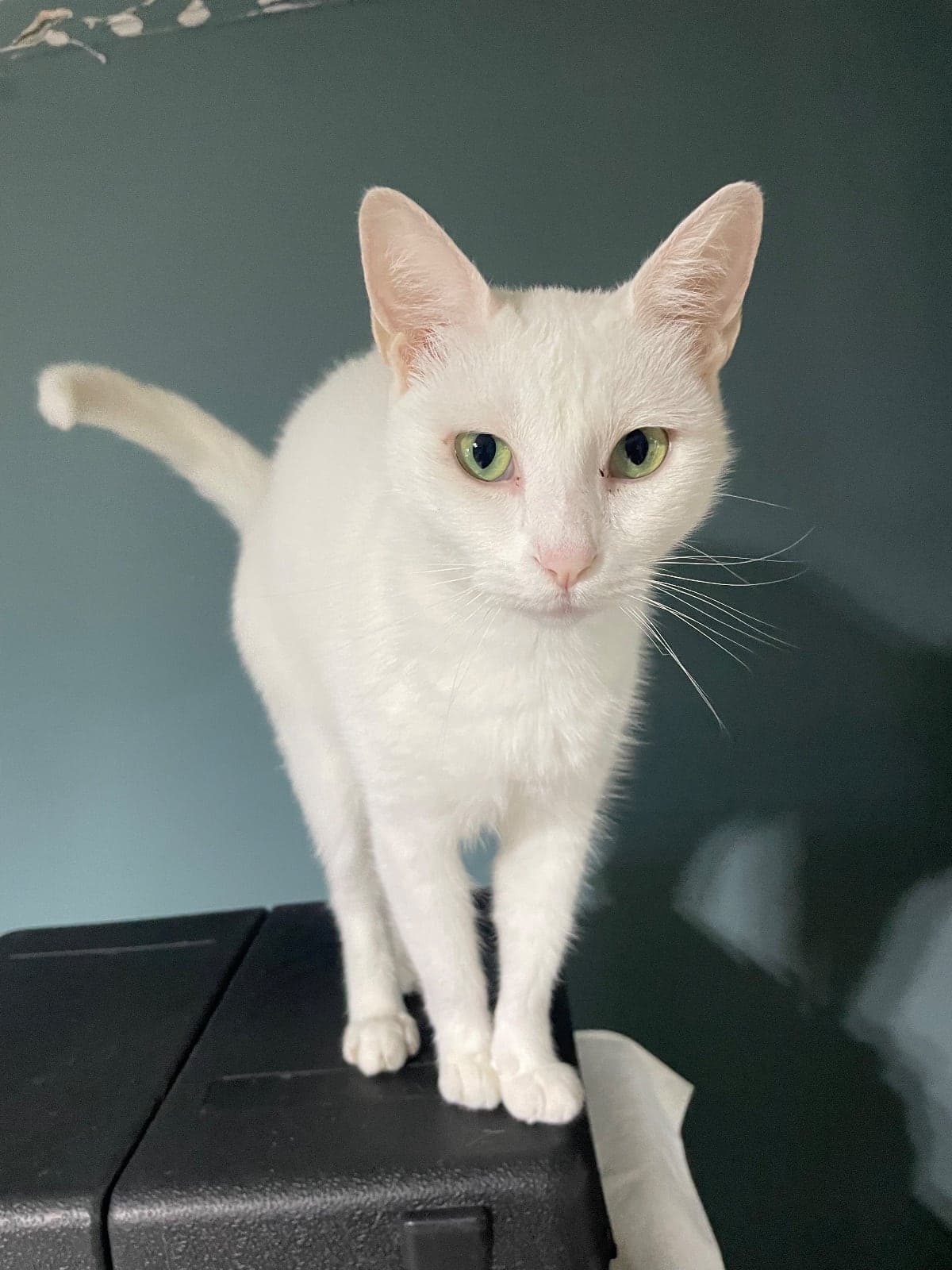 Parol Bilmiyorum Kedi, İstanbul