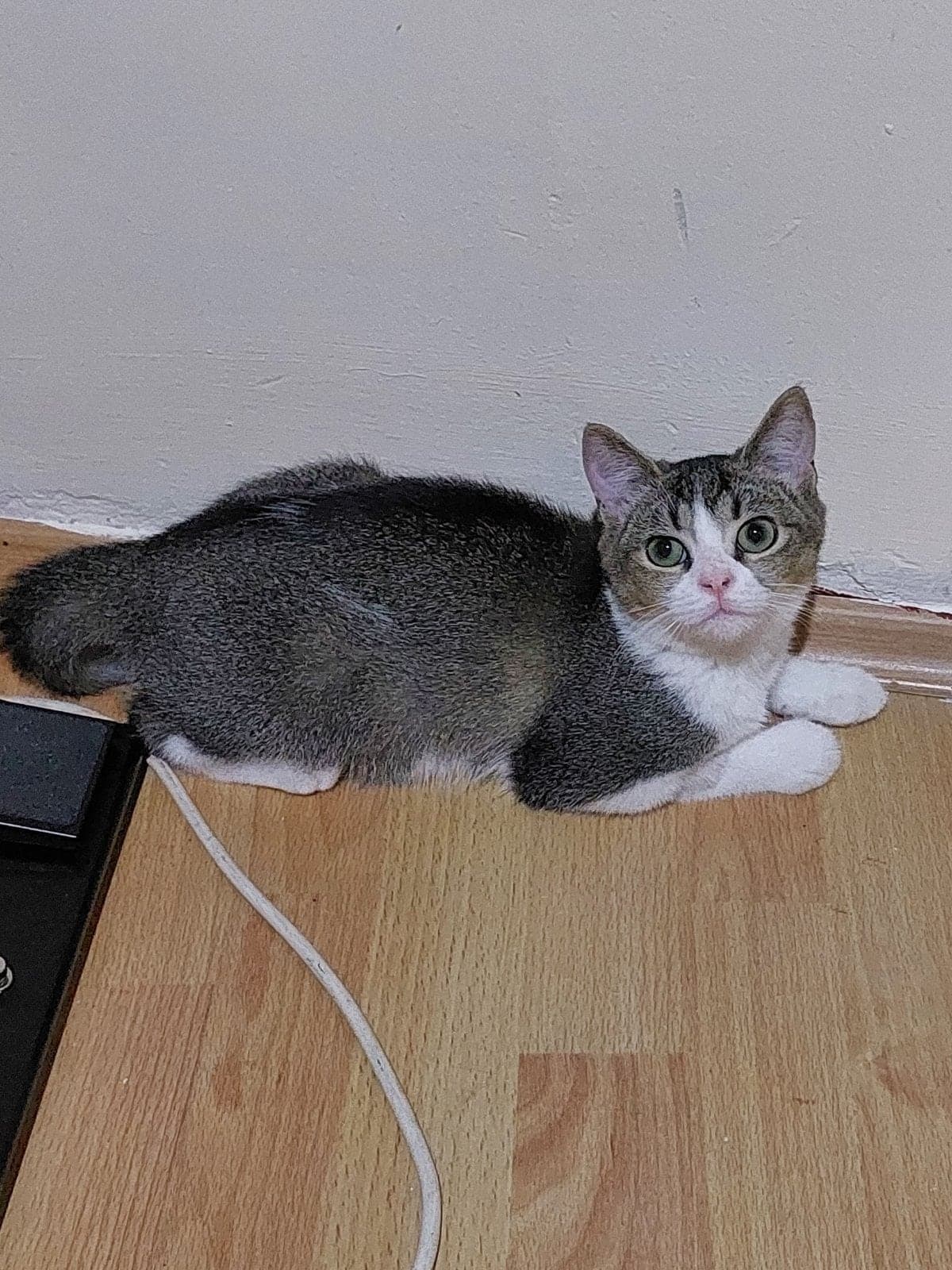 İsimsiz Melez Kedi, Kocaeli