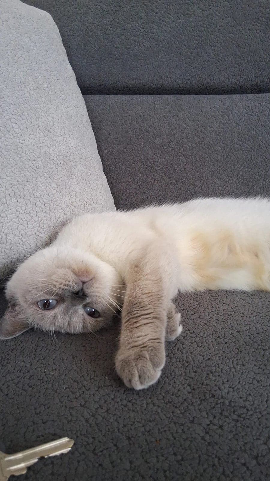 Maşa British Shorthair Kedi, Antalya
