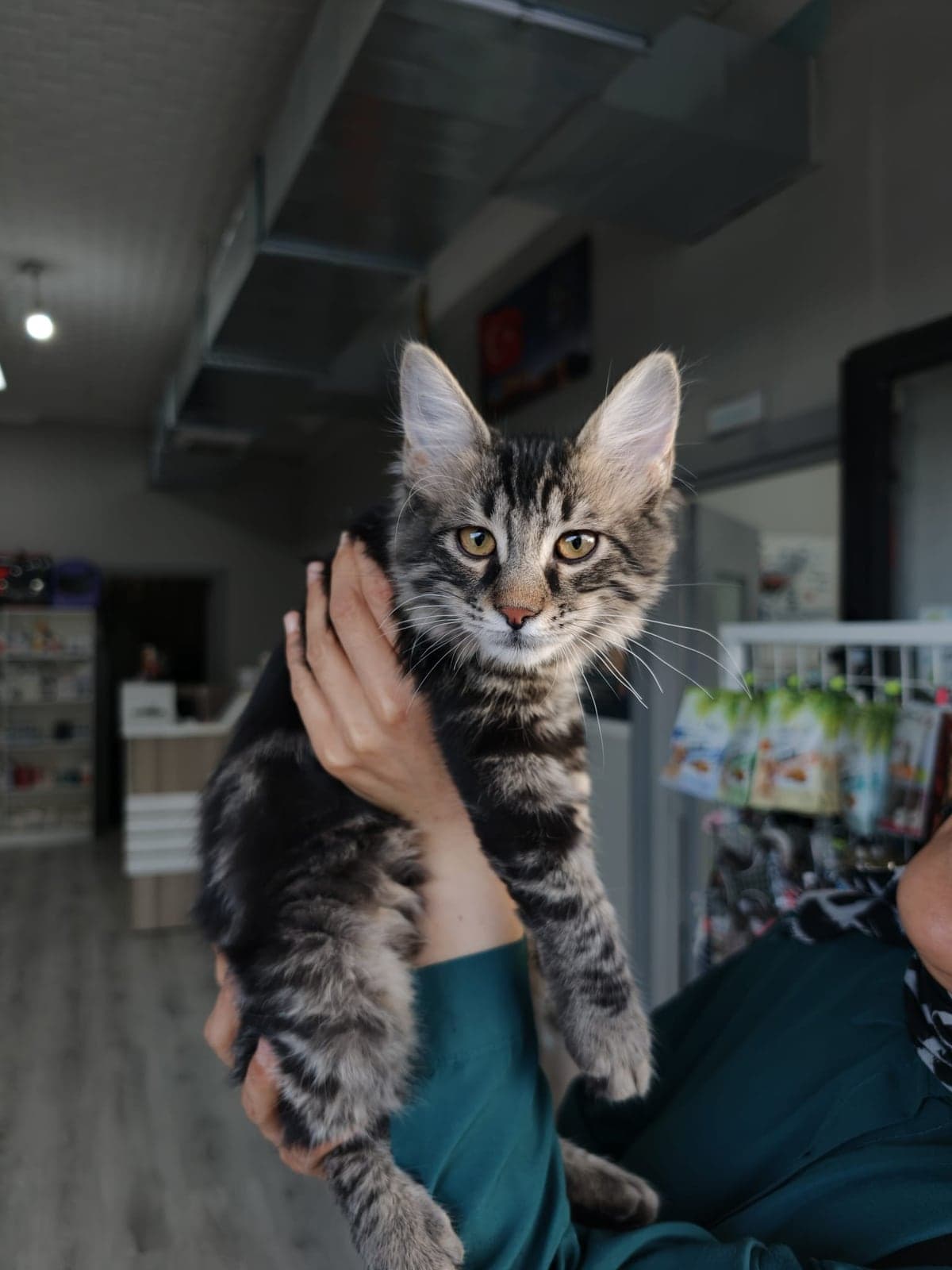 Paşa Tekir Kedi, Ankara