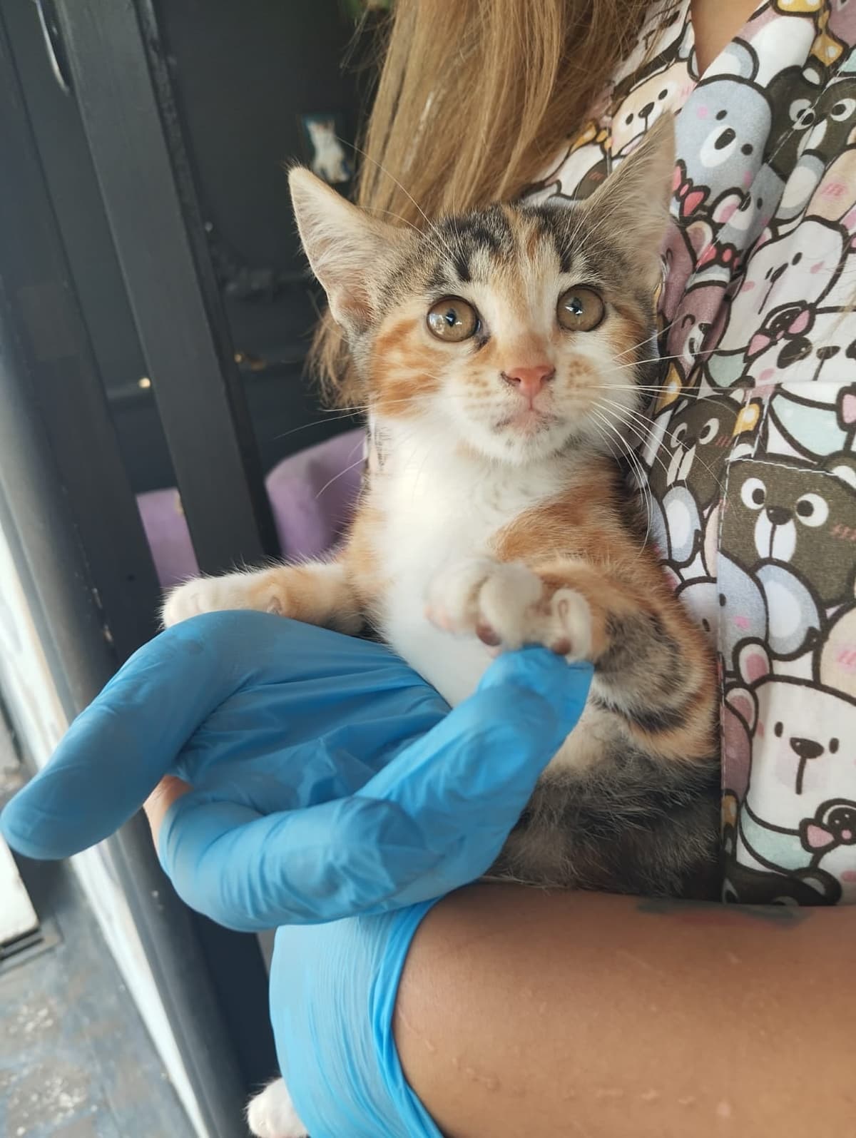 Leo Melez Kedi, Ankara