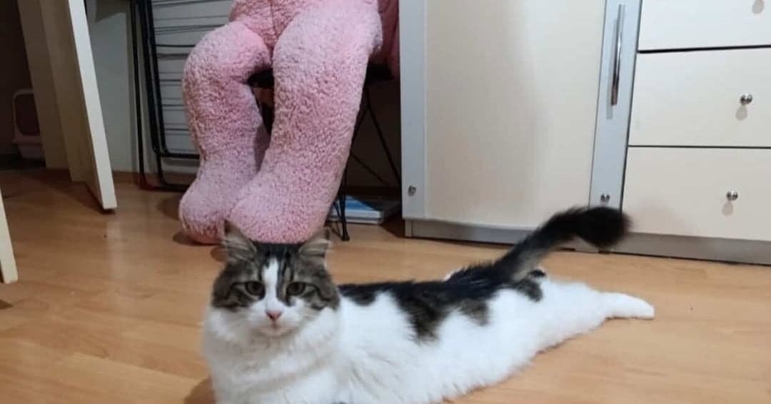 Ceku Tekir Kedi, Ankara