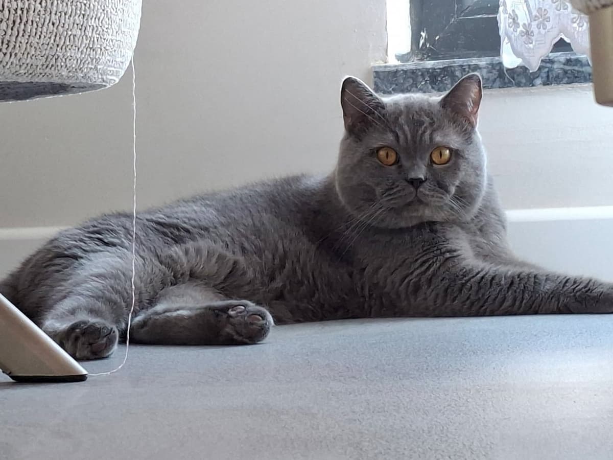 Frodo British Shorthair Kedi, Sakarya