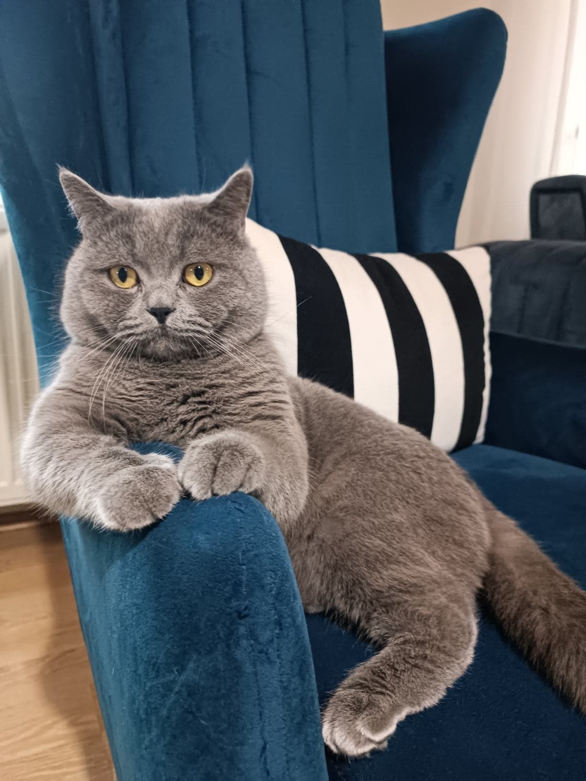 Simba British Shorthair Kedi, Sakarya