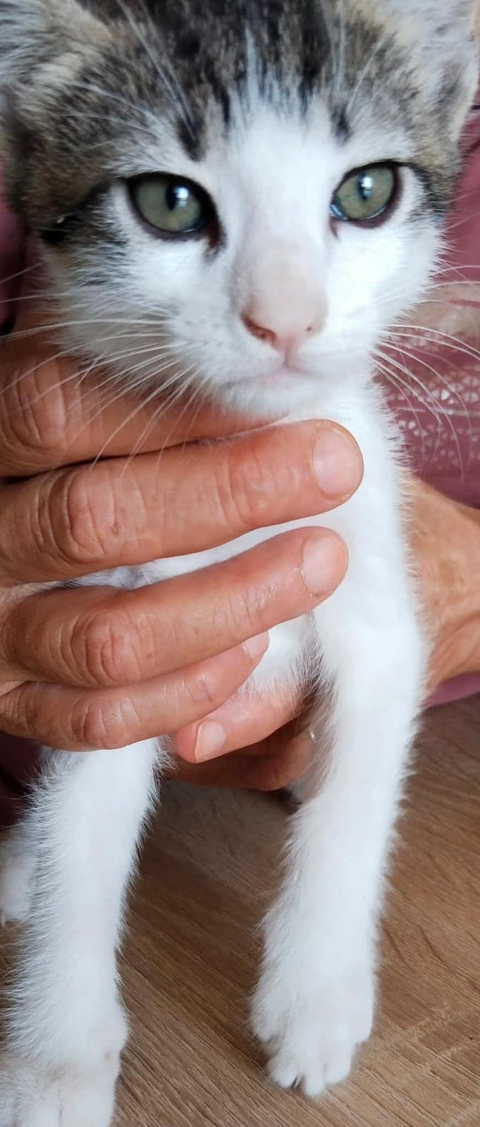 İsmi yok Tekir Kedi, Mersin
