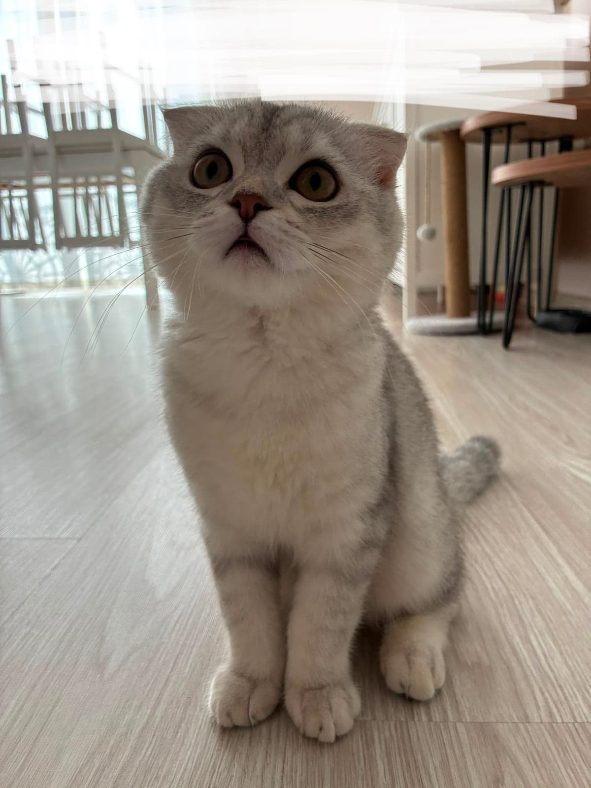 Mochi Scottish Fold Kedi, İstanbul