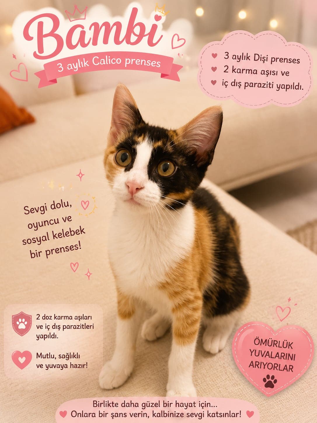 Bambi ve Pati Tekir Kedi, İzmir