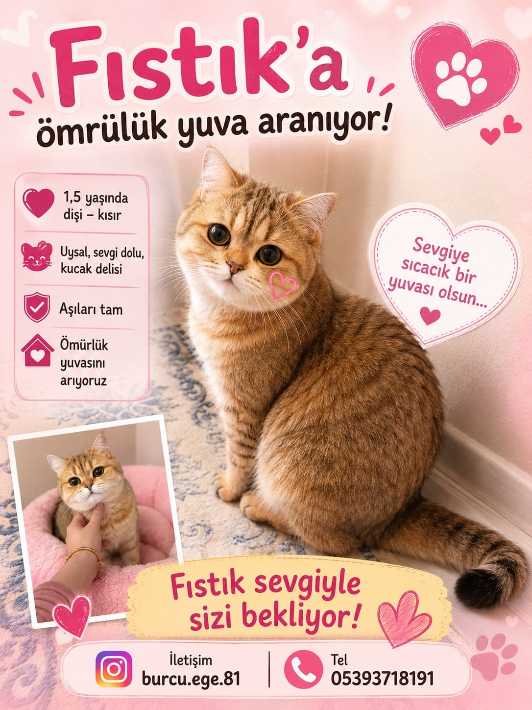 Fıstık British Shorthair Kedi, İzmir
