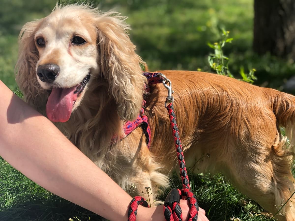 Papi Cocker Spaniel Köpek, İstanbul