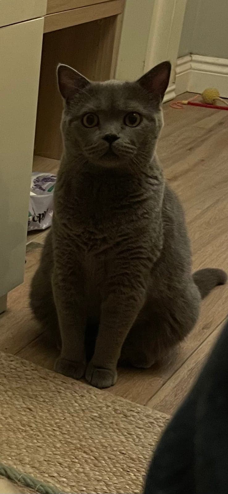 Recai(Reco) British Shorthair Kedi, İstanbul
