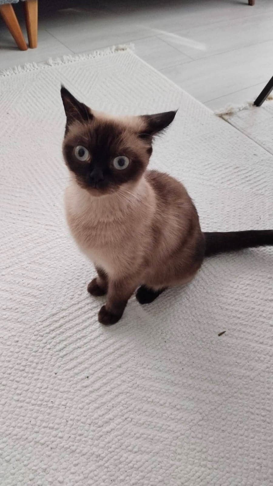 Minno# British Shorthair Kedi, Antalya