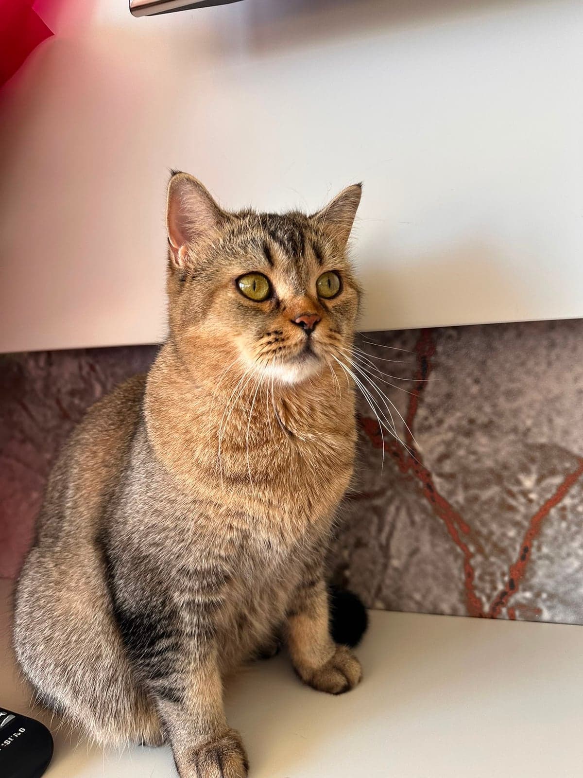 Pakize British Shorthair Kedi, Kayseri