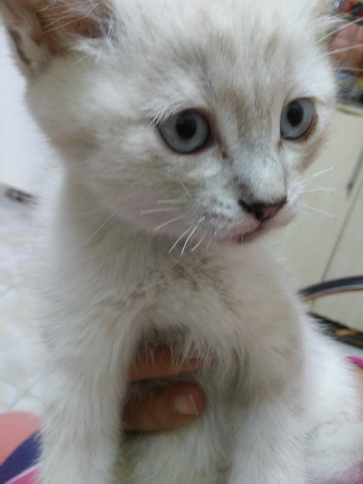 Hansel ve gratel Melez Kedi, Burdur