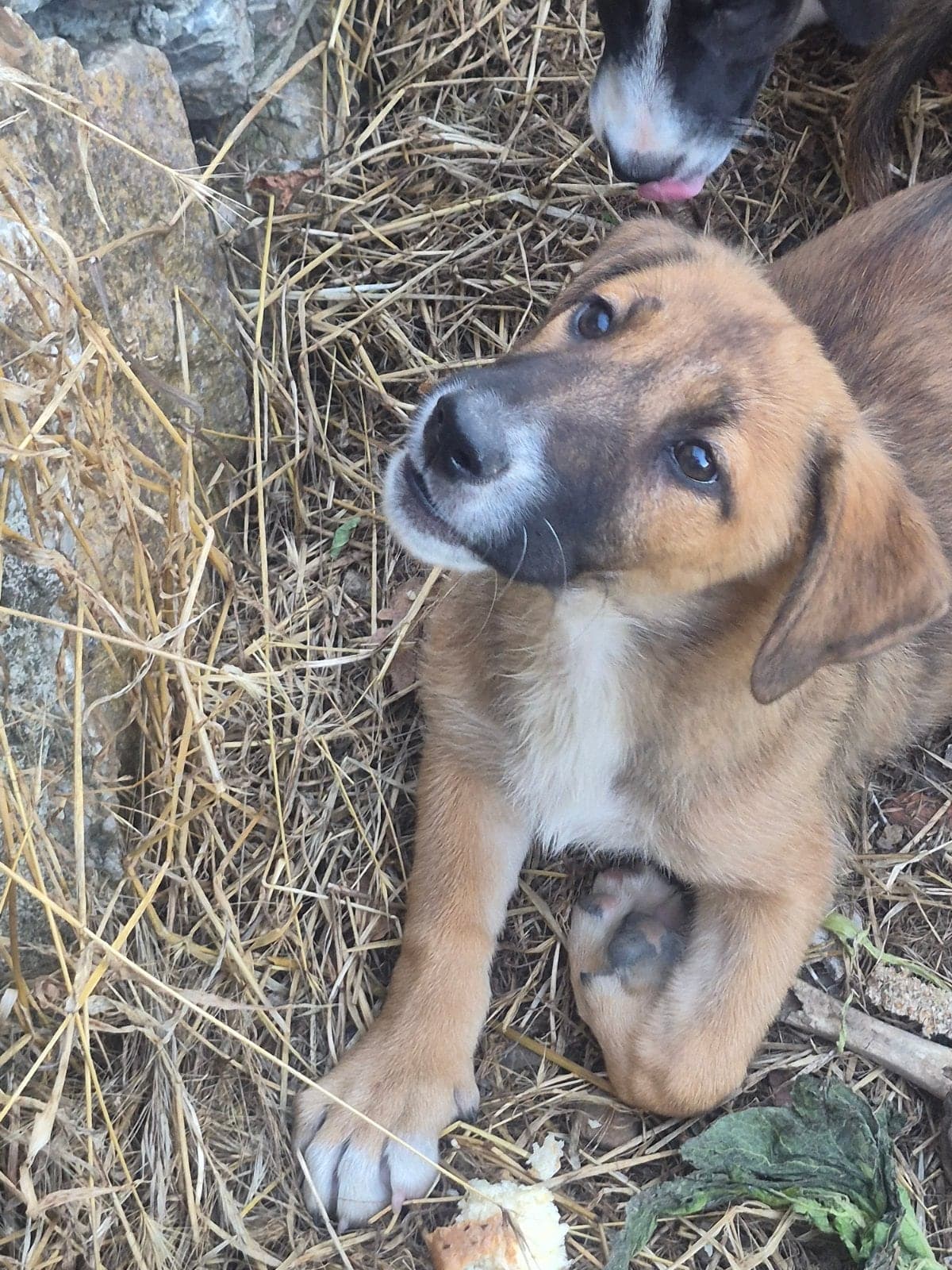 Yok Melez Köpek, İstanbul