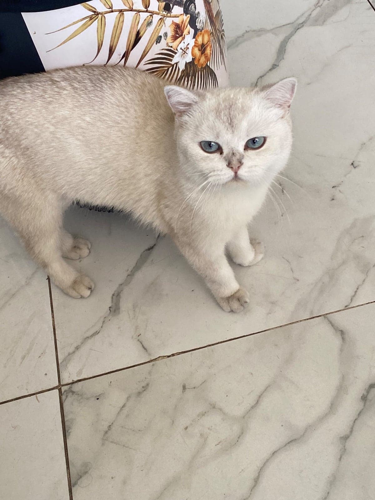 Mia British Shorthair Kedi, Bursa