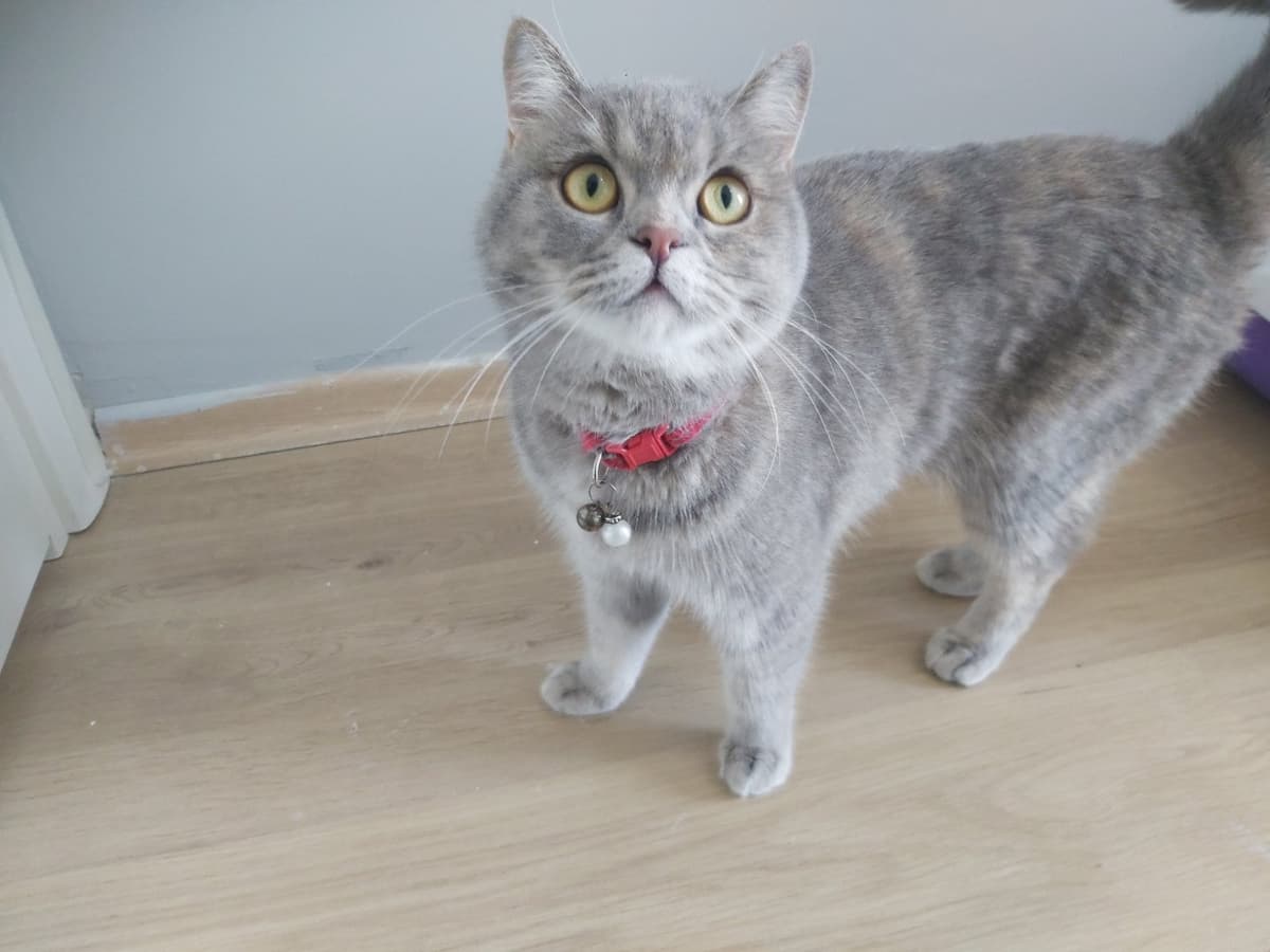 İnci British Shorthair Kedi, İstanbul