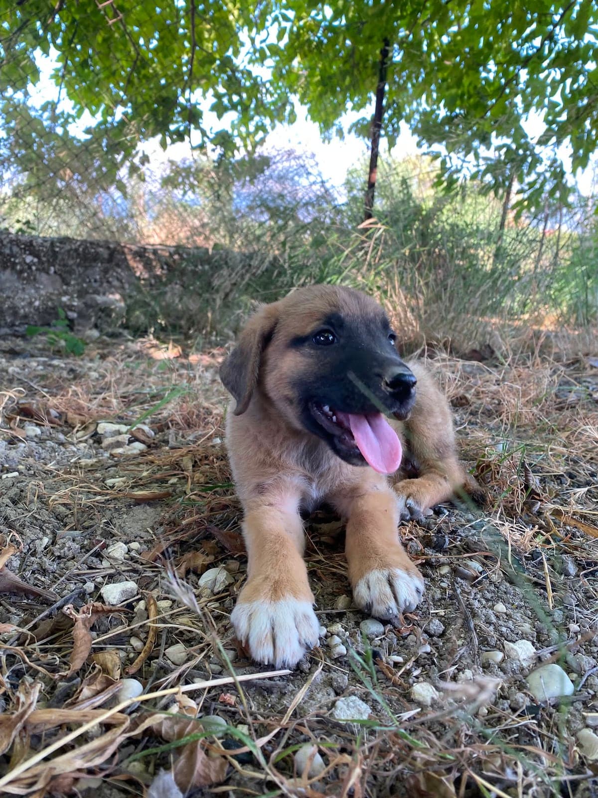 Minik Sokak Köpeği Köpek, Muğla