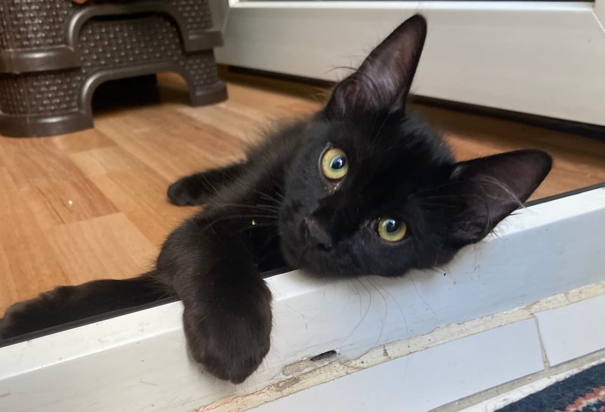 şerbet Bilmiyorum Kedi, İstanbul