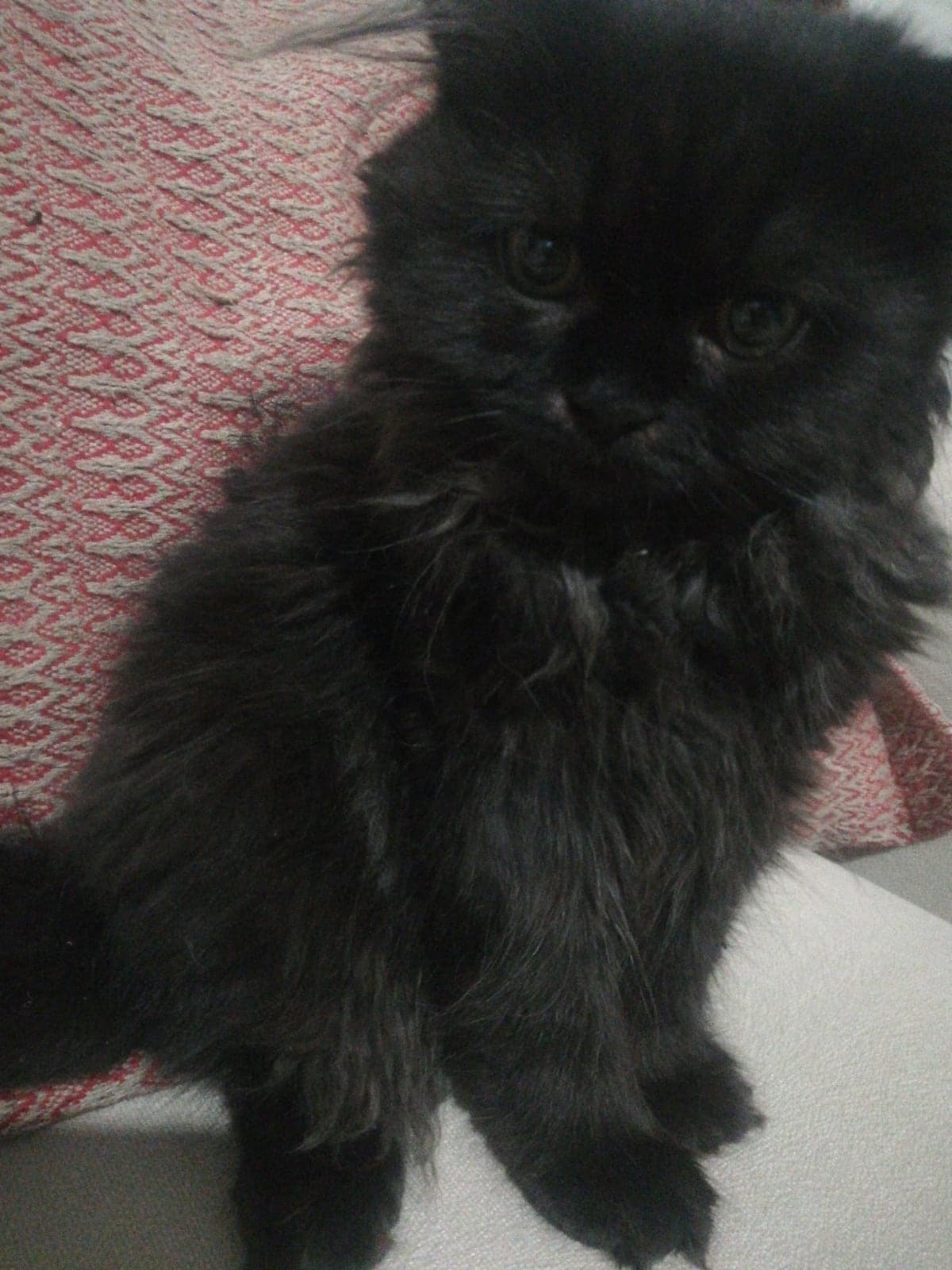 Gece Persian Kedi, Ankara