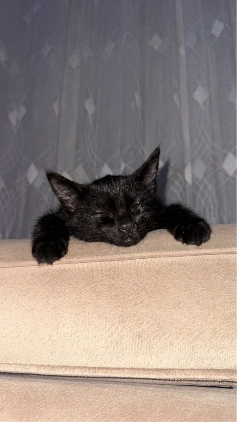 Yoda Melez Kedi, İzmir