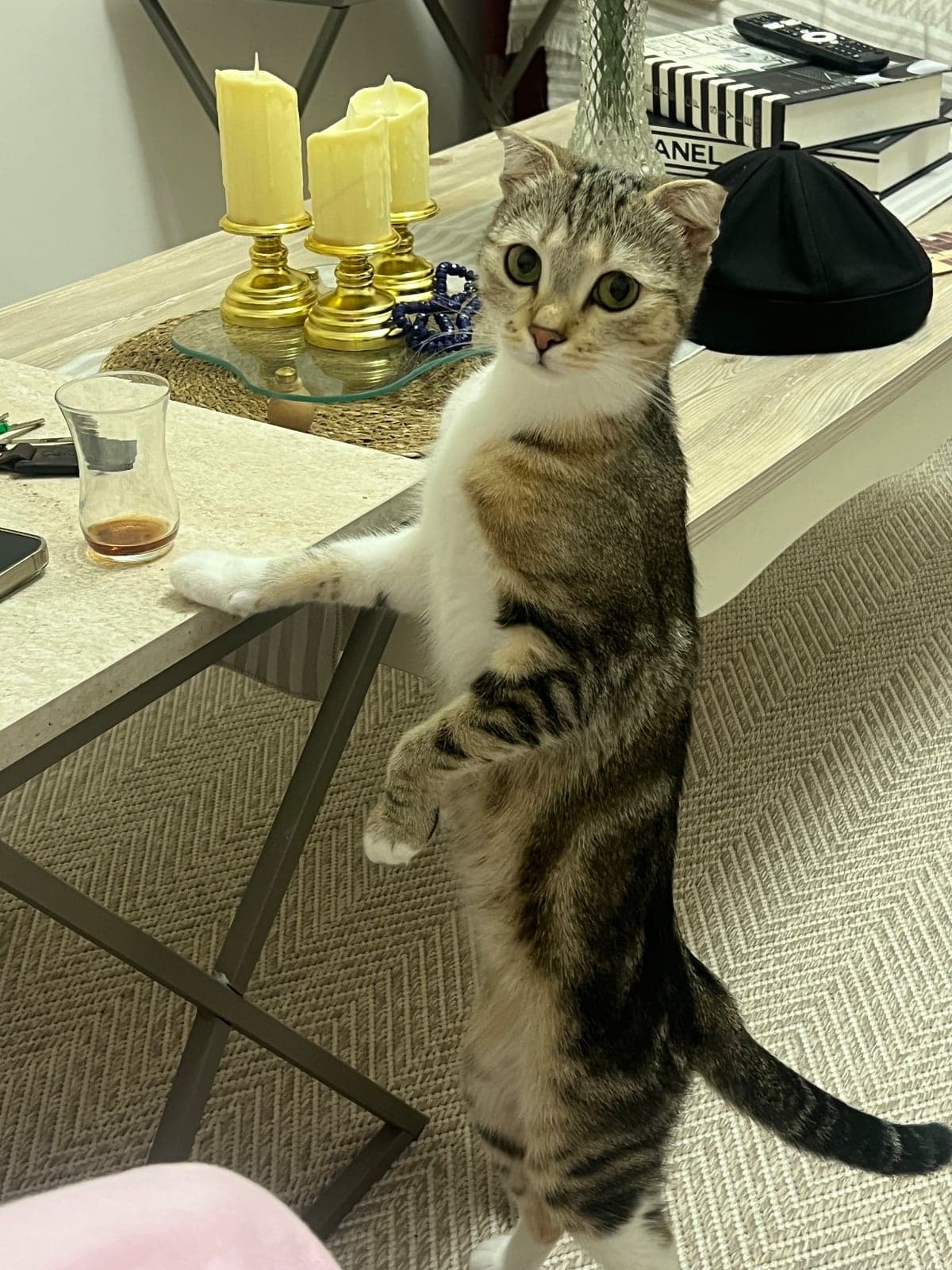 Lili Melez Kedi, İstanbul