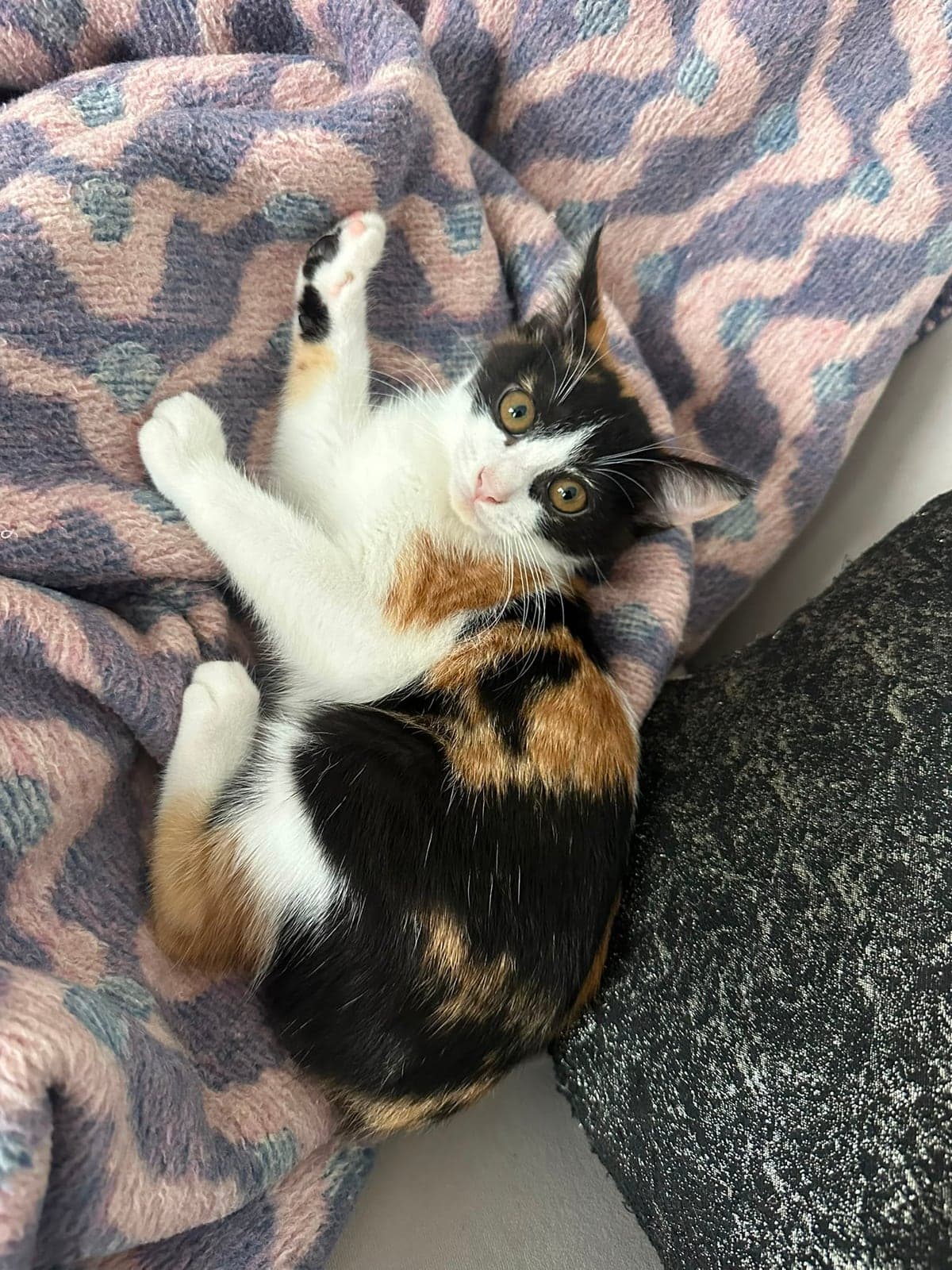 Prenses Melez Kedi, Adana